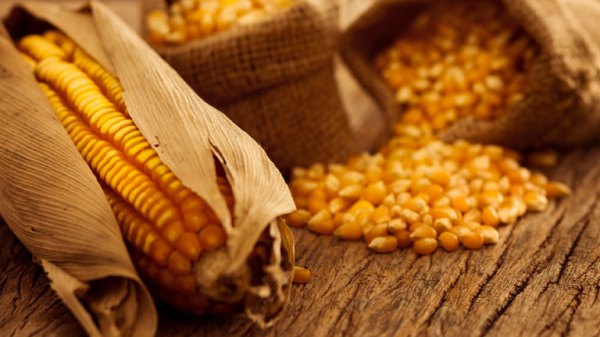 Ear Corn Processing