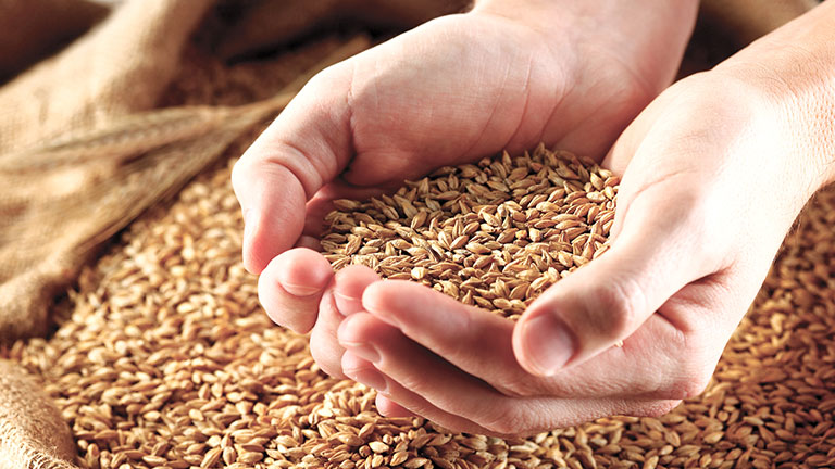 two-hands-holding-grain